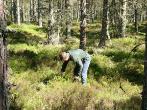 Surveying transects in Morangie